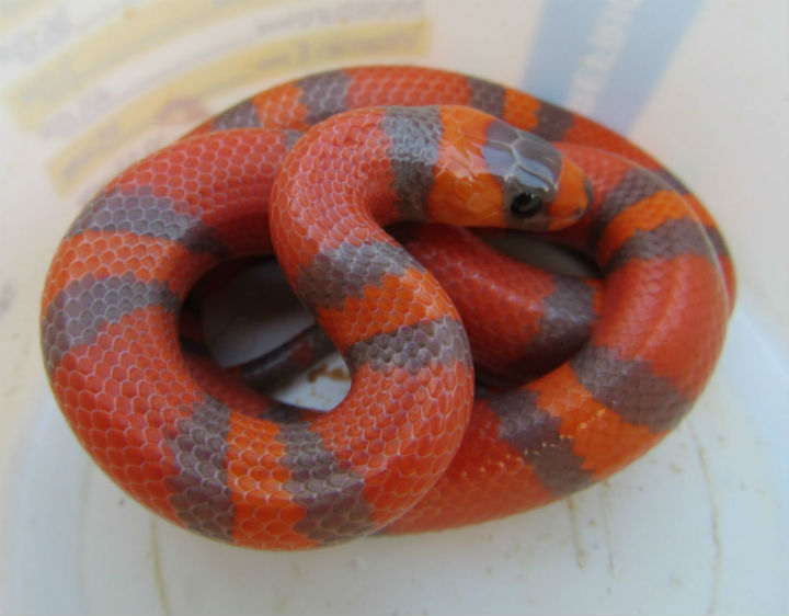 Honduran Milk Snake